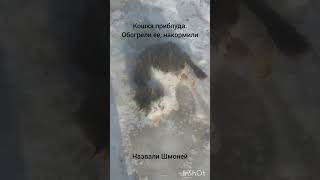 Шмоня - пииблудилась к нам этой зимой. Прибрали, накормили, обогрели... теперь вот благодарит😄