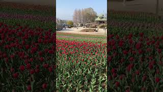 Tulips are blooming at #kasumigaura park 🌷🫶 #flower #japan #tulip