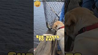 Catfish and DOG!? #shorts #youtubeshorts #fishing #trending #viral