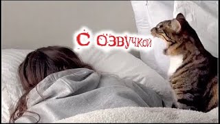 Приколы с котами! С ОЗВУЧКОЙ! Смешные коты !!! самые смешные животные!