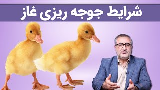 شرایط جوجه ریزی غاز