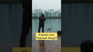 Чёрный Амур или Карась? #рыбалка #карпфишинг