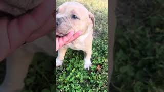 Pocket American Bully Male Available at 6 weeks old