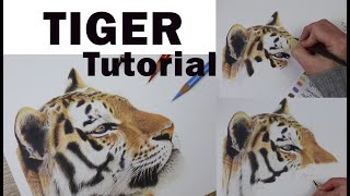 Tiger time lapse tutorial