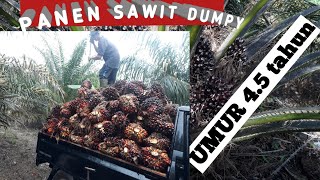 PANEN SAWIT DUMPY  umur 4.5 tahun #petanisawit #salampetanisawitindonesia #bantusubscribe