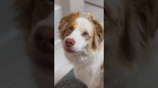 Luna never misses a meal🥣 #australianshepherd #deaf #deafdog  #dog #funnydogs