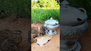 Easy Creative Bird Trap # DIY Quail Trap #shorts