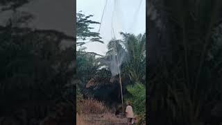 Panen burung sore hari #shortvideo #shorts #birds