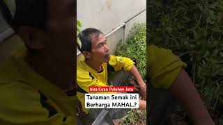 siapa sangka,Tanaman Semak ini berharga Mahal