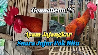 AYAM PELUNG JUJUR POK BITU (LIHAT PROSES PERKEMBANGANNYA)