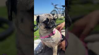 Así son los pugs pugspugspugs #funnyanimal #dog #funnydog #foryou #humor #funnypet  #pugmania #fyp