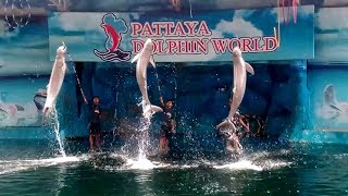 Дельфинарий в Паттайе (Тайланд) _ Pattaya dolphin world