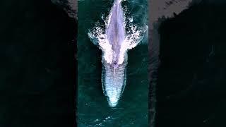 Big Bluey #bluewhale #whale #ocean #sea #nature #drone #whales #cetacean