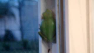 green tree frog 2 hyla cinerea