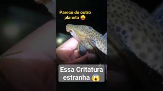 O BICHO É ESTRANHO 🤔.        #pescaria #pesca #fishing #fish #nature #rio #peixe