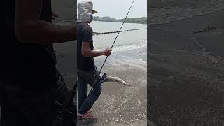 Strike Anakan ikan keropak #shorts #fishing #ikan #mancingmania