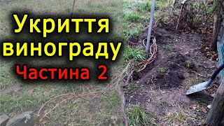 Укриття винограду на зиму. Частина 2. Виноград 2020