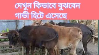 দেখুন গাভী হিটে আসার লক্ষণ কি কি ,cow Doctor by mithu Ahmed.