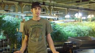 Triminator Wet Marijuana Bud Trimmer Testimonial - Monkey Grass Farms Wenatchee, WA | Triminator