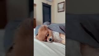 dog #dog #dogs #dogreels #doglovers #dogsofinsta #trending #short #shorts #viral #ytshort