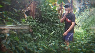 LAGI MENJELAJAH HUTAN ADA YANG LAGI ..............