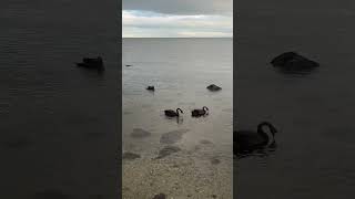 Altona Swans having a feed. #shortsfeed #shortsvideo #swan #shorts #nature #wildlife