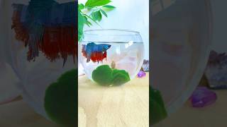 Beautiful Fish |Fish Pot | Fish Aquarium #shorts #ytshorts #fish #fishbowl