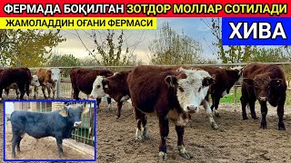 ФЕРМАДА БОҚИЛГАН ЗОТДОР МОЛЛАР СОТИЛАДИ ХИВА 12-ноября 2024 г.