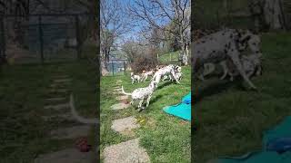 Slow motion going outside  🤎 Dalmatian puppies, mom and grandma 😍