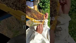 вперше прийшлось знищити бджолину матку #bee #beekeeper #honey #beekeeping