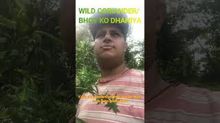 Wild Coriander || Bhot Ko Dhaniya #flavour #kitchen #fyp #ytshorts #shorts #permaculture #farming