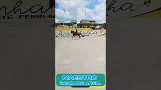 MAESTRO BAIXA DE AREIA #mangalargamachador/#mangalargadobrasil/#mangalargadeelite/#viral_video