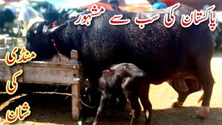 Top class mandi|Modamore mandi|World biggest mandi|Pakistan biggest buffalo|first time buffalo