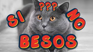 ¿A LOS GATOS LES GUSTAN LOS BESOS?