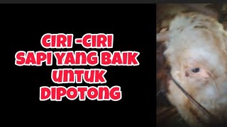 CIRI-CIRI SAPI YANG BAIK UNTUK DIPOTONG