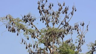 Bats Nesting on a Tree