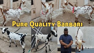 Pure Quality Barbari Bakriya | Agra Breed | Bandlaguda Ghouse Nagar | Hyderabad