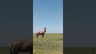 Masai Mara