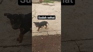 anjing lincah #shortvideo