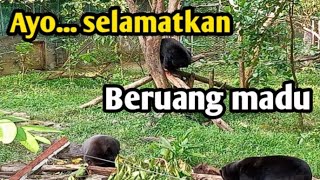 Bersama KWPLH, mari selamatkan populasi Beruang madu. part 1