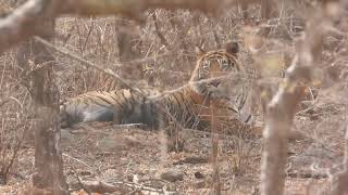 Male Tiger seen after killing a wild boar -Ranthambore April 2022