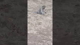 #krugernationalpark#monkeyslookingfood#videoviral#southafrica