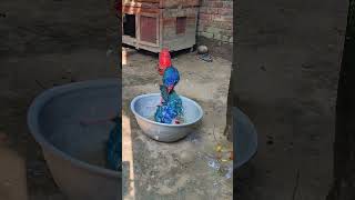 কালিম পাখির গোসল করতে করতে শীত লেগে 😜 #bird_likes #birds #viralvideo