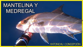 MEDREGAL y mantelina. PESCA SUBMARINA Canarias. #pescasubmarina