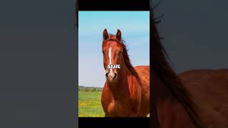 Name of horses of prophet Muhammad ﷺ #shorts #islam #trending