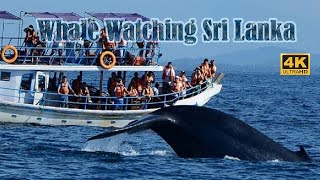 Whale / Dolphin Watching Sri Lanka (with English sub titles) | Travel Sri Lanka | Mirissa