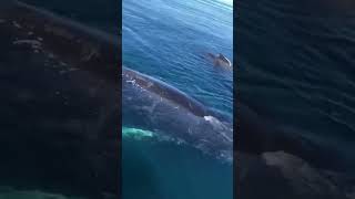 Whales get friendly with boat 🐋