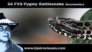 04 FVS Pygmy Rattlesnake Remastered