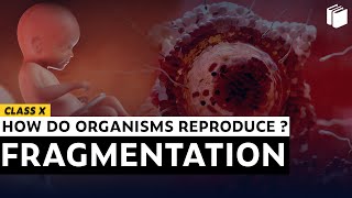 Fragmentation | Chapter 8 | Class 10 | PuStack