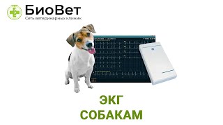 ЭКГ собаке